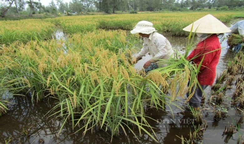 Tăng cường quản lý nhà nước lĩnh vực kinh tế tập thể, Quảng Nam hướng đến phát triển bền vững- Ảnh 2.