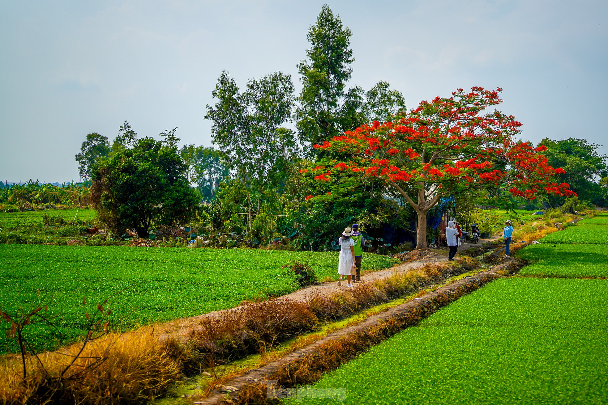 'Sốt xình xịch' với cây phượng cô đơn giữa ruộng rau muống ở TPHCM ảnh 2