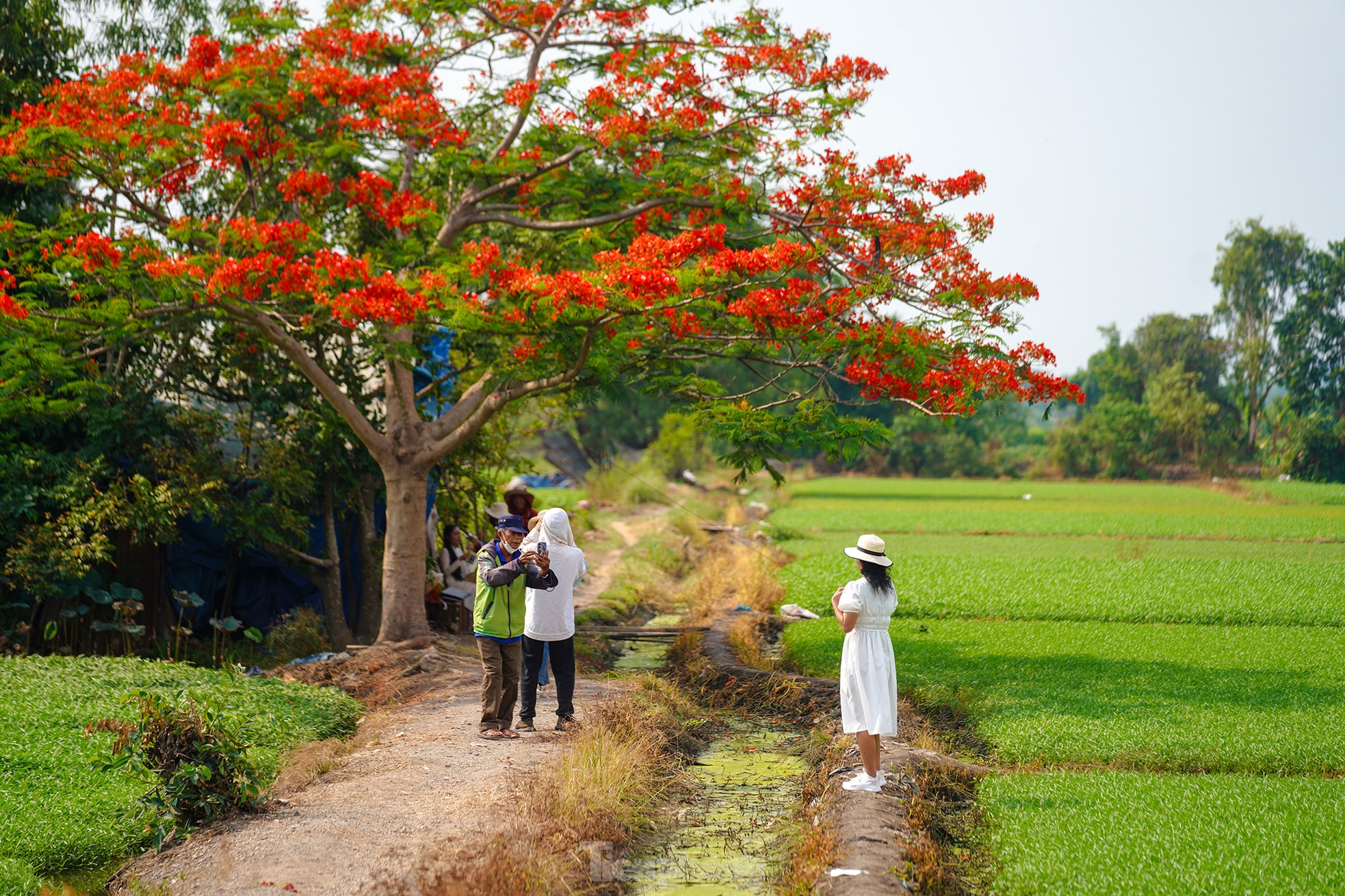 'Sốt xình xịch' với cây phượng cô đơn giữa ruộng rau muống ở TPHCM ảnh 4