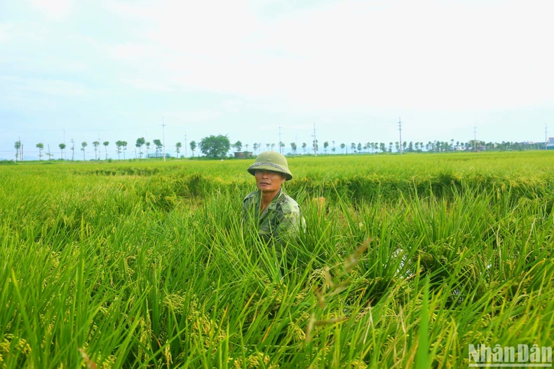 [Ảnh] Nông dân Ứng Hòa phấn khởi được mùa lúa chiêm ảnh 2