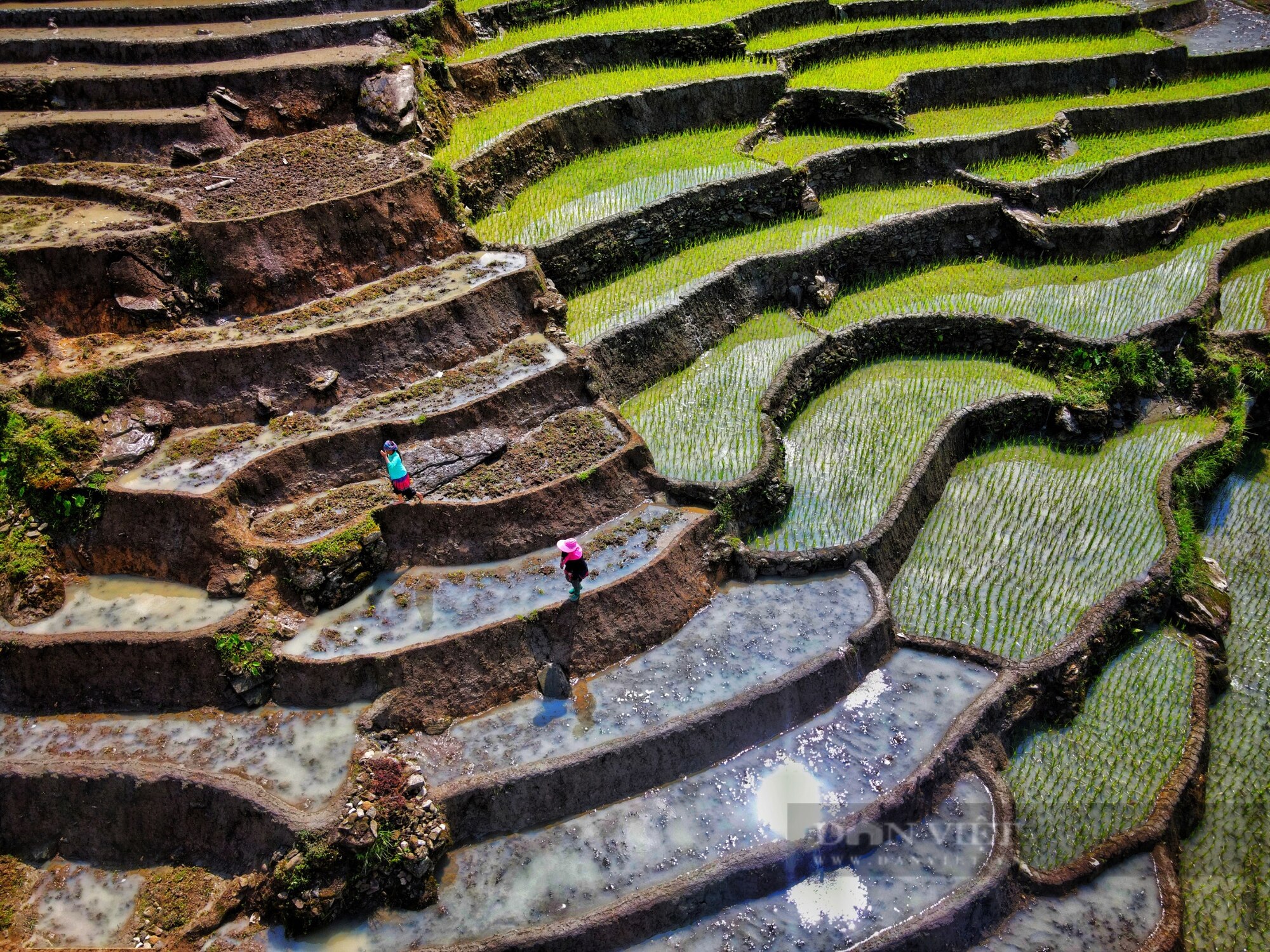 Chiêm ngưỡng vẻ đẹp ruộng bậc thang uốn lượn mùa nước đổ ở vùng cao Y Tý- Ảnh 5.