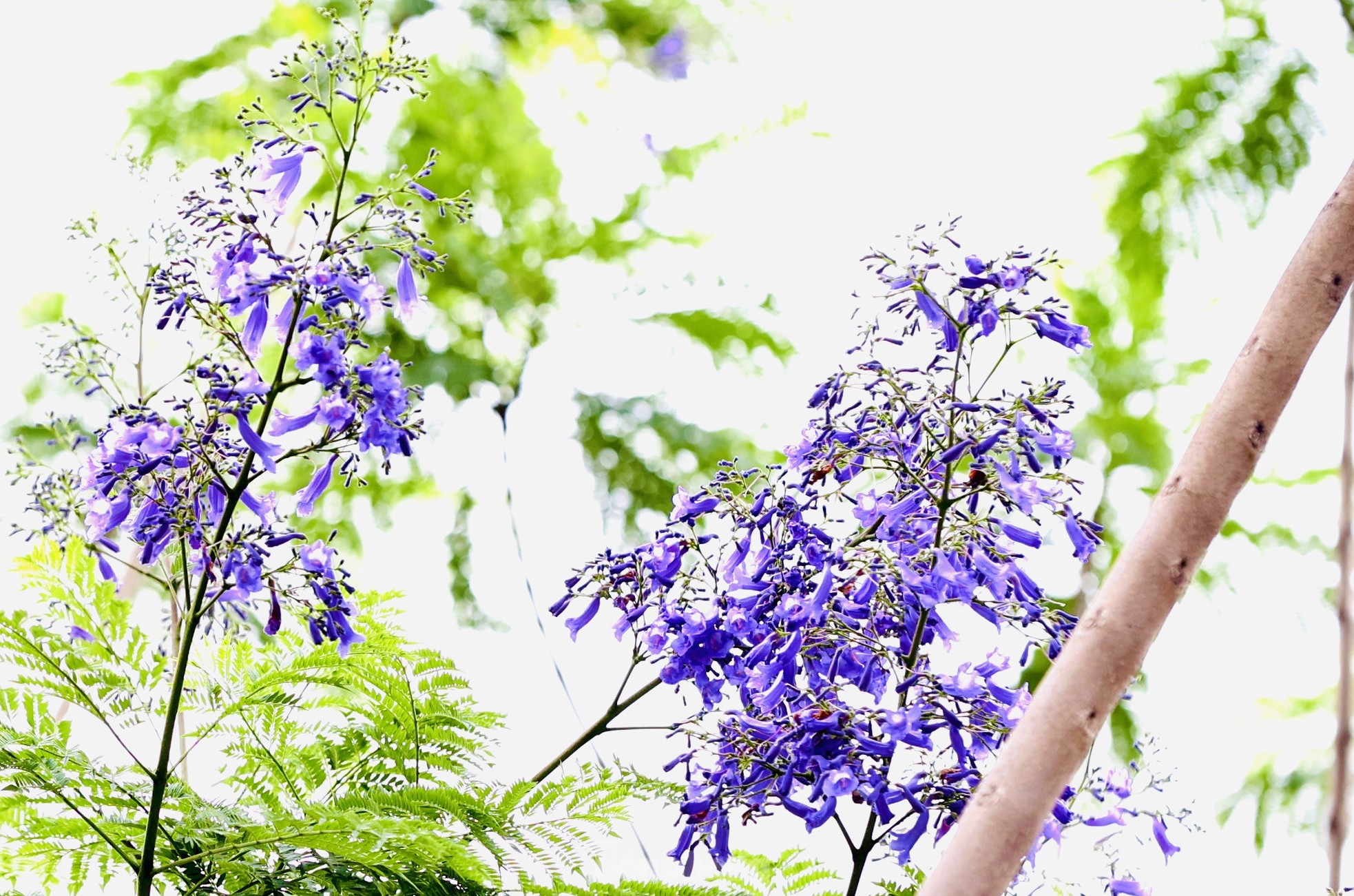 ハノイの路上でサルスベリと競い合う奇妙な紫色の鳳凰の花が咲いている写真10