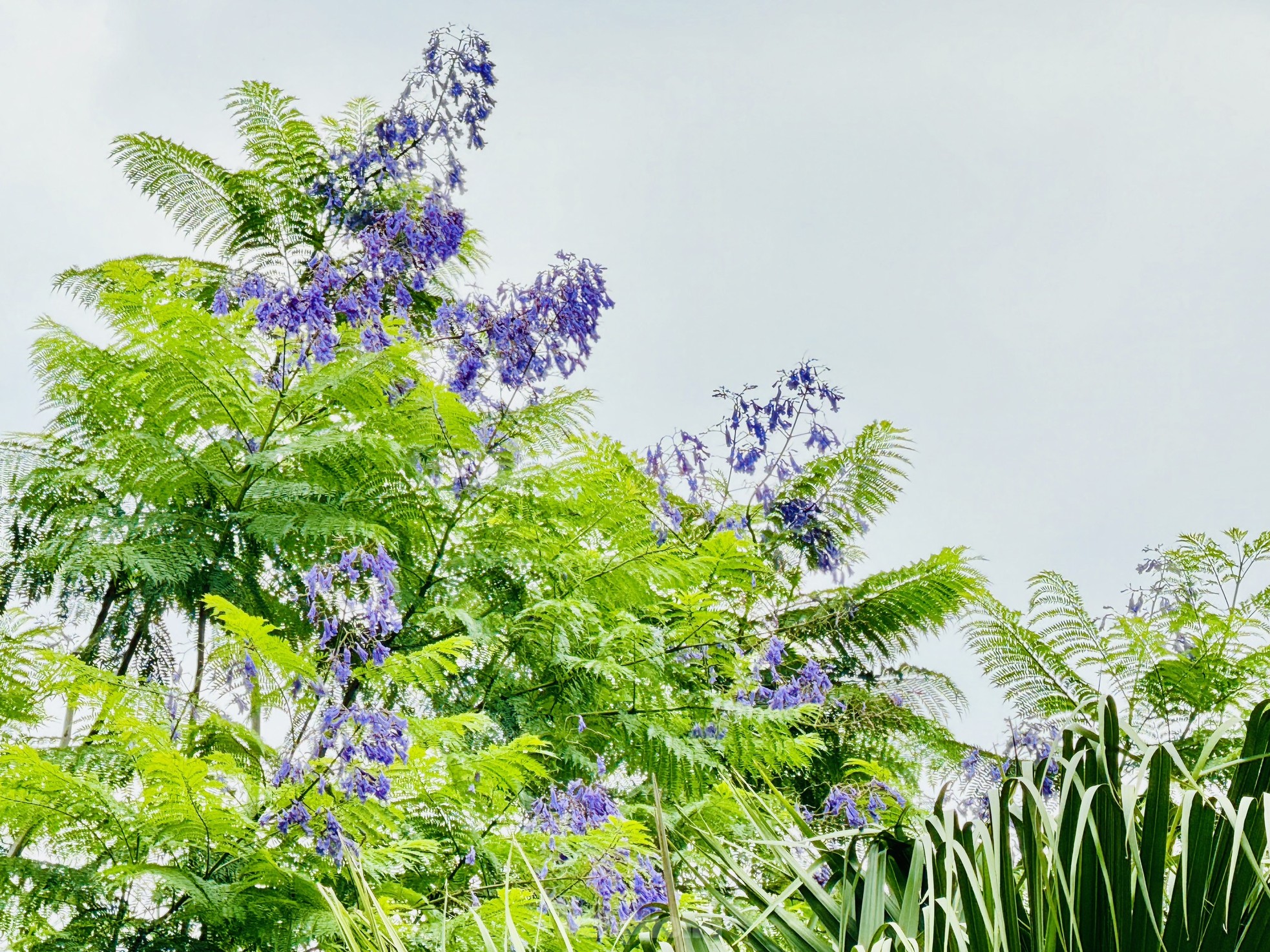 ハノイの路上でサルスベリと競い合う奇妙な紫色の鳳凰の花が咲いている。写真13