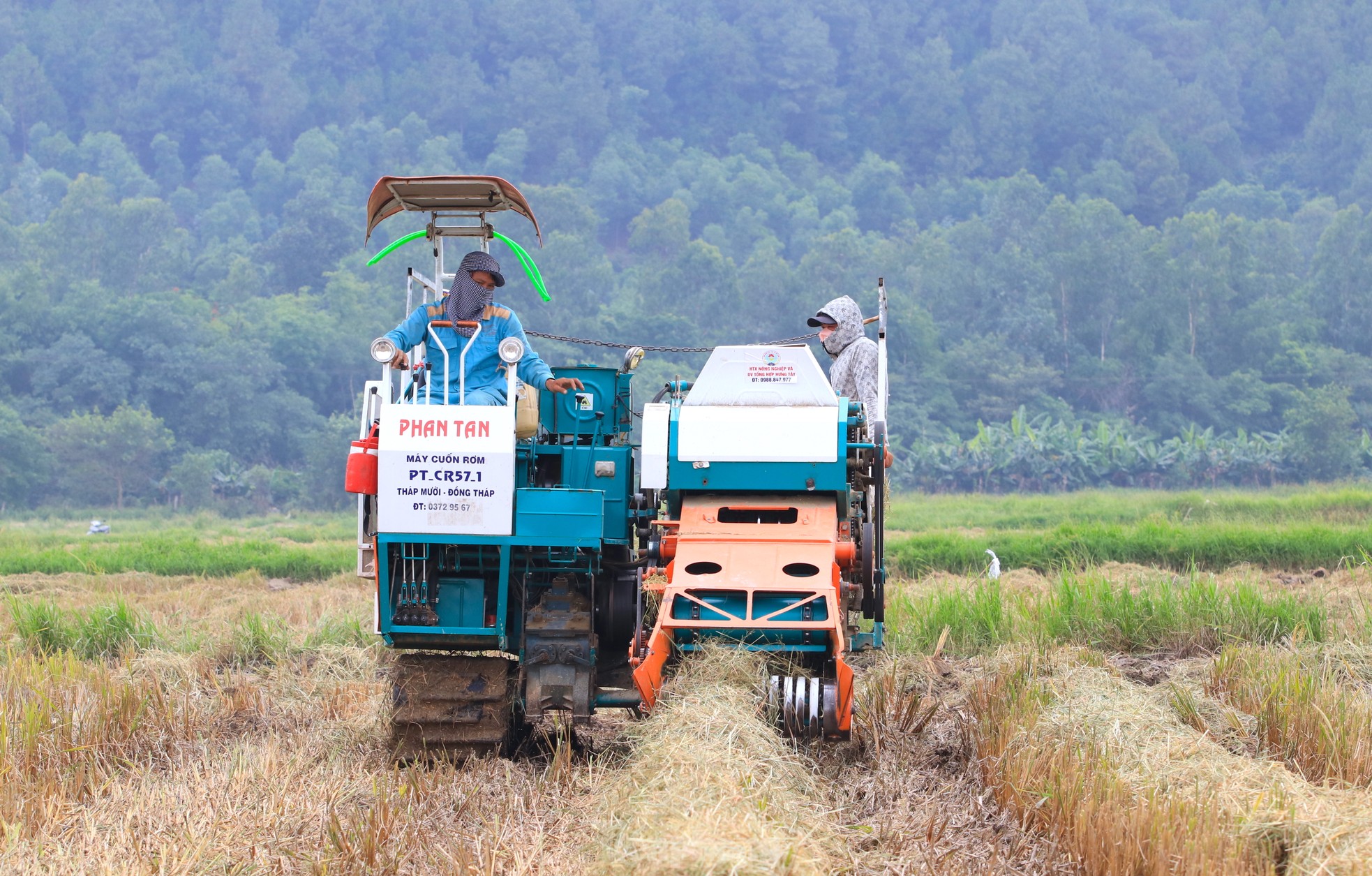 Kiếm hàng trăm triệu từ thu gom rơm trên đồng ảnh 8