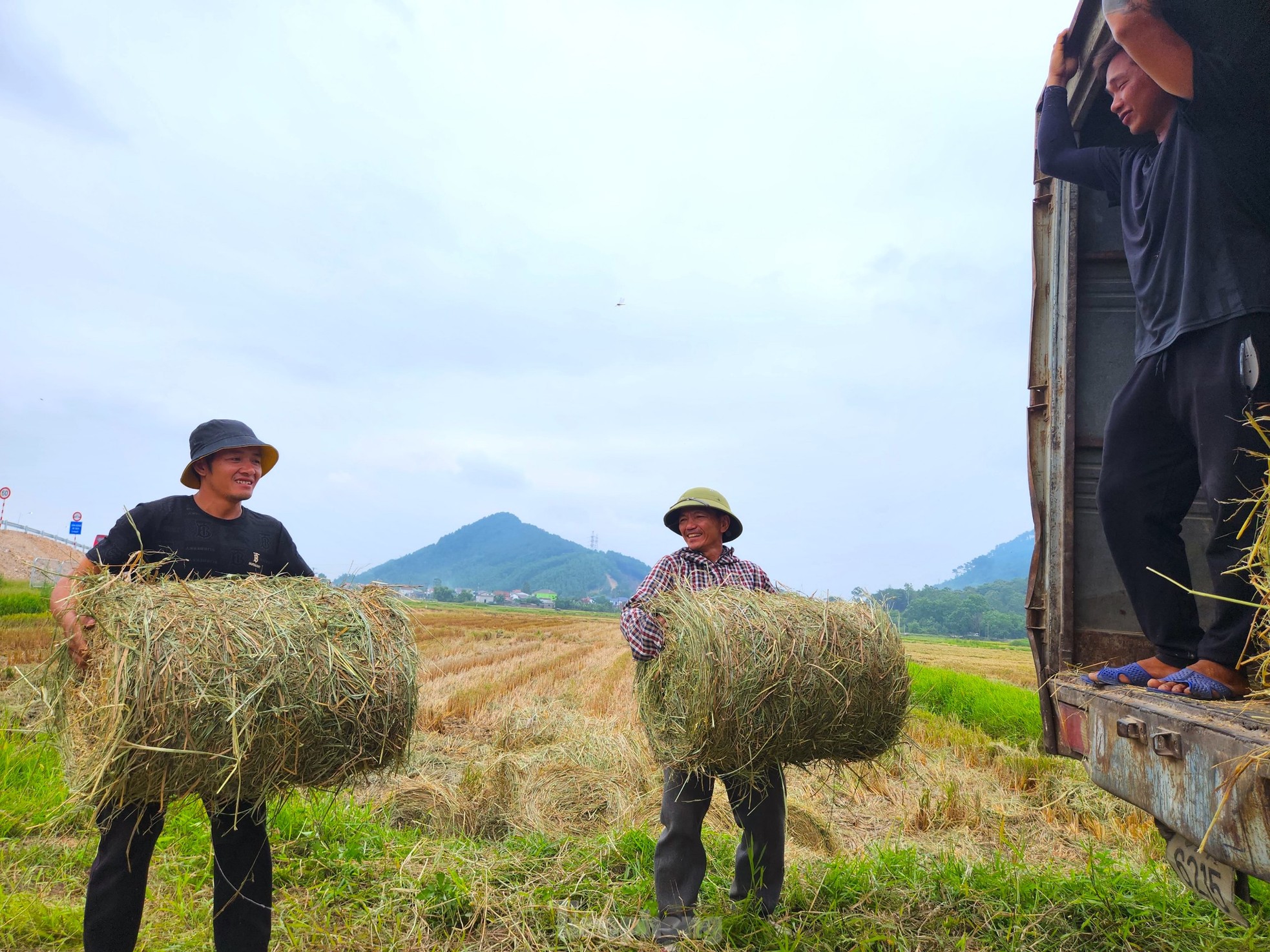 Kiếm hàng trăm triệu từ thu gom rơm trên đồng ảnh 9