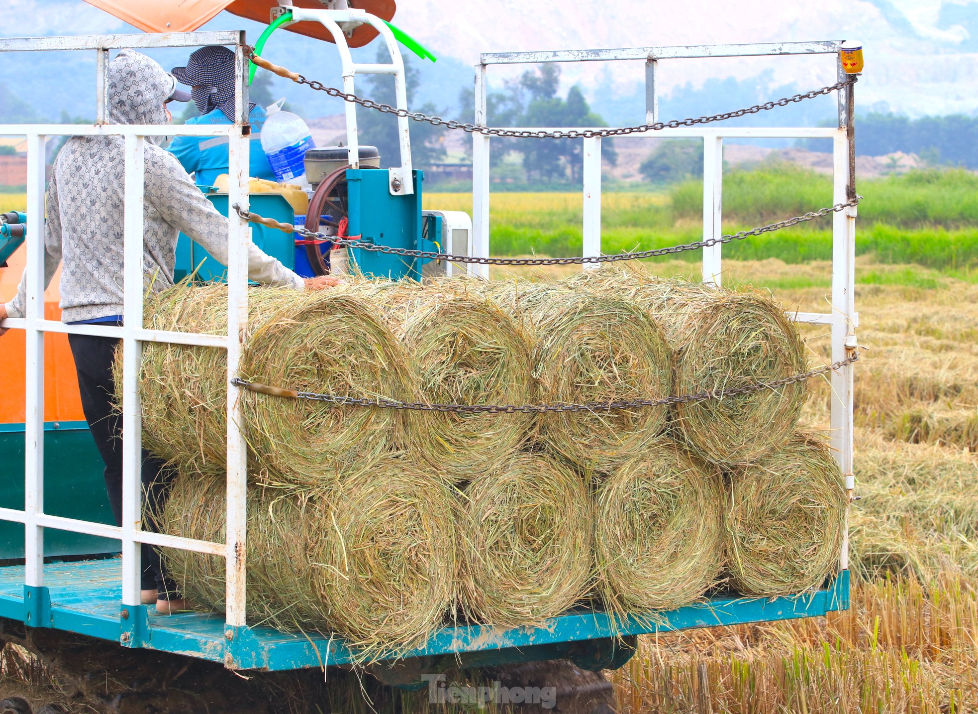 Kiếm hàng trăm triệu từ thu gom rơm trên đồng ảnh 12