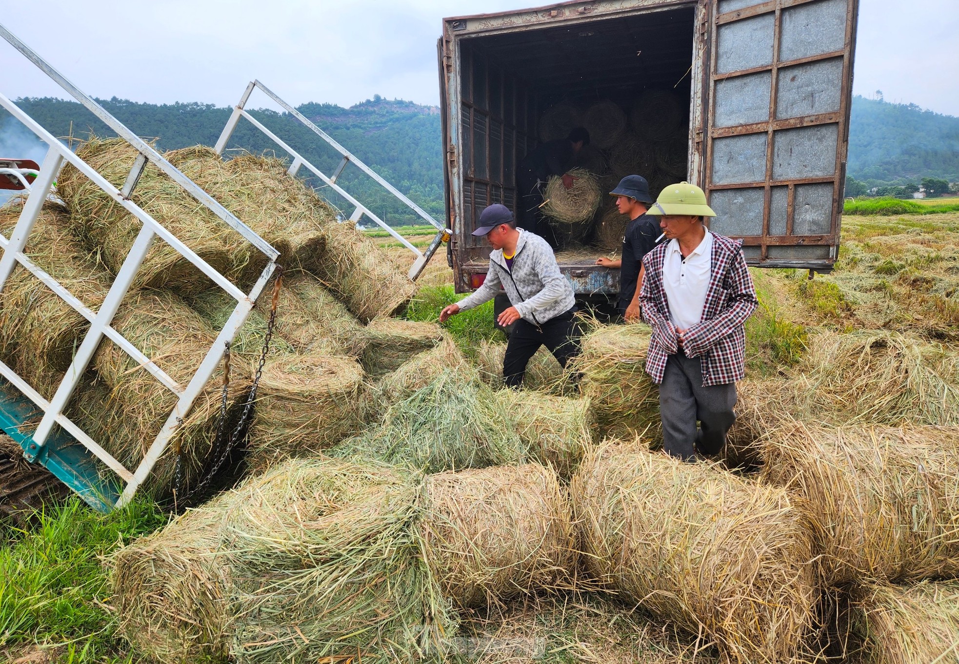 Kiếm hàng trăm triệu từ thu gom rơm trên đồng ảnh 15