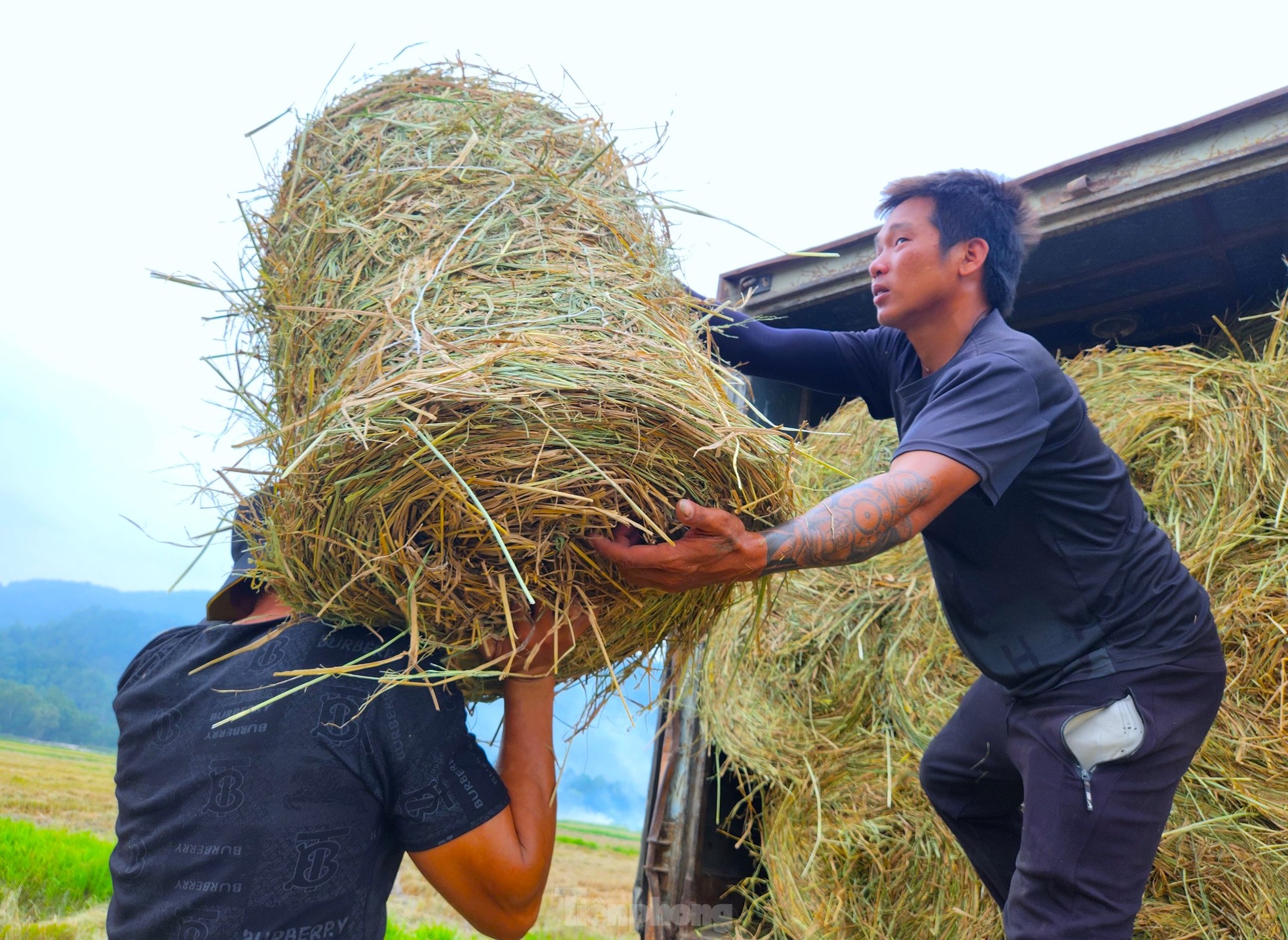 Kiếm hàng trăm triệu từ thu gom rơm trên đồng ảnh 17