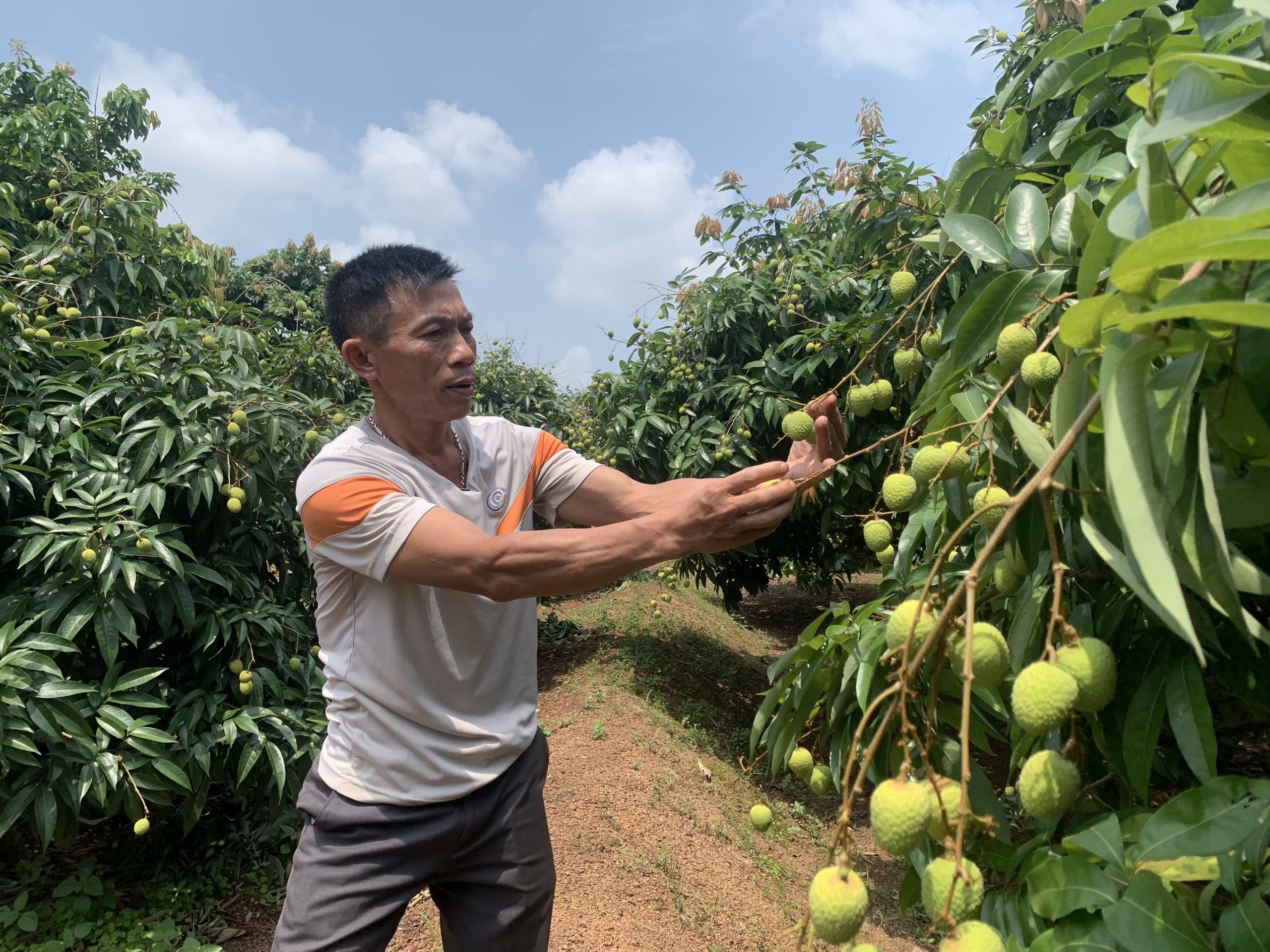 Vải thiều mất mùa đơn hàng vẫn tăng, doanh nghiệp lo thiếu hàng xuất khẩu- Ảnh 2.