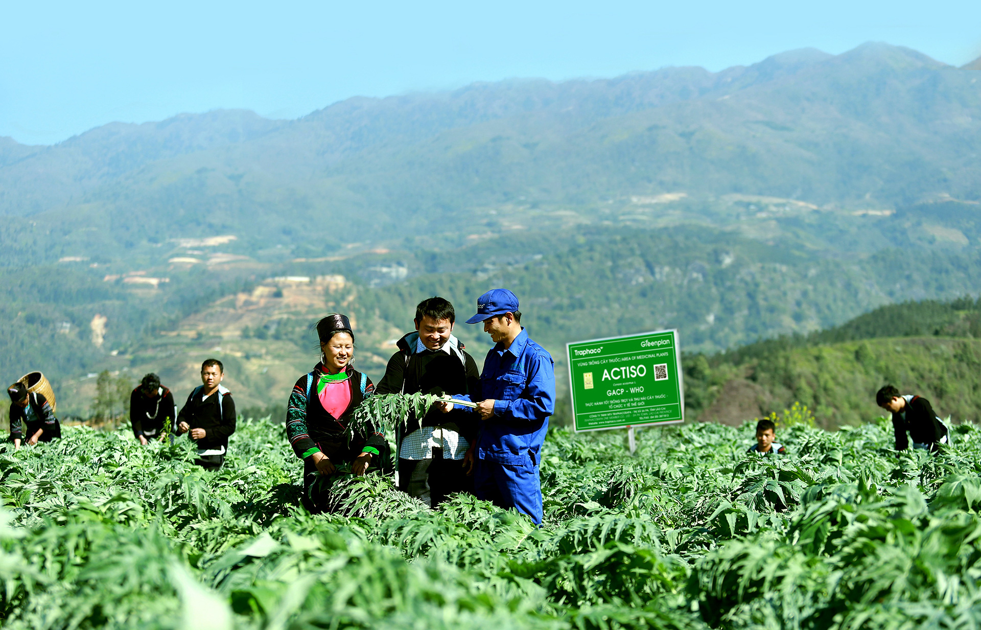 Nhân viên kỹ thuật Traphaco hướng dẫn bà con dân tộc tại Sa Pa, Lào Cai trồng Actiso theo chuẩn GACP-WHO