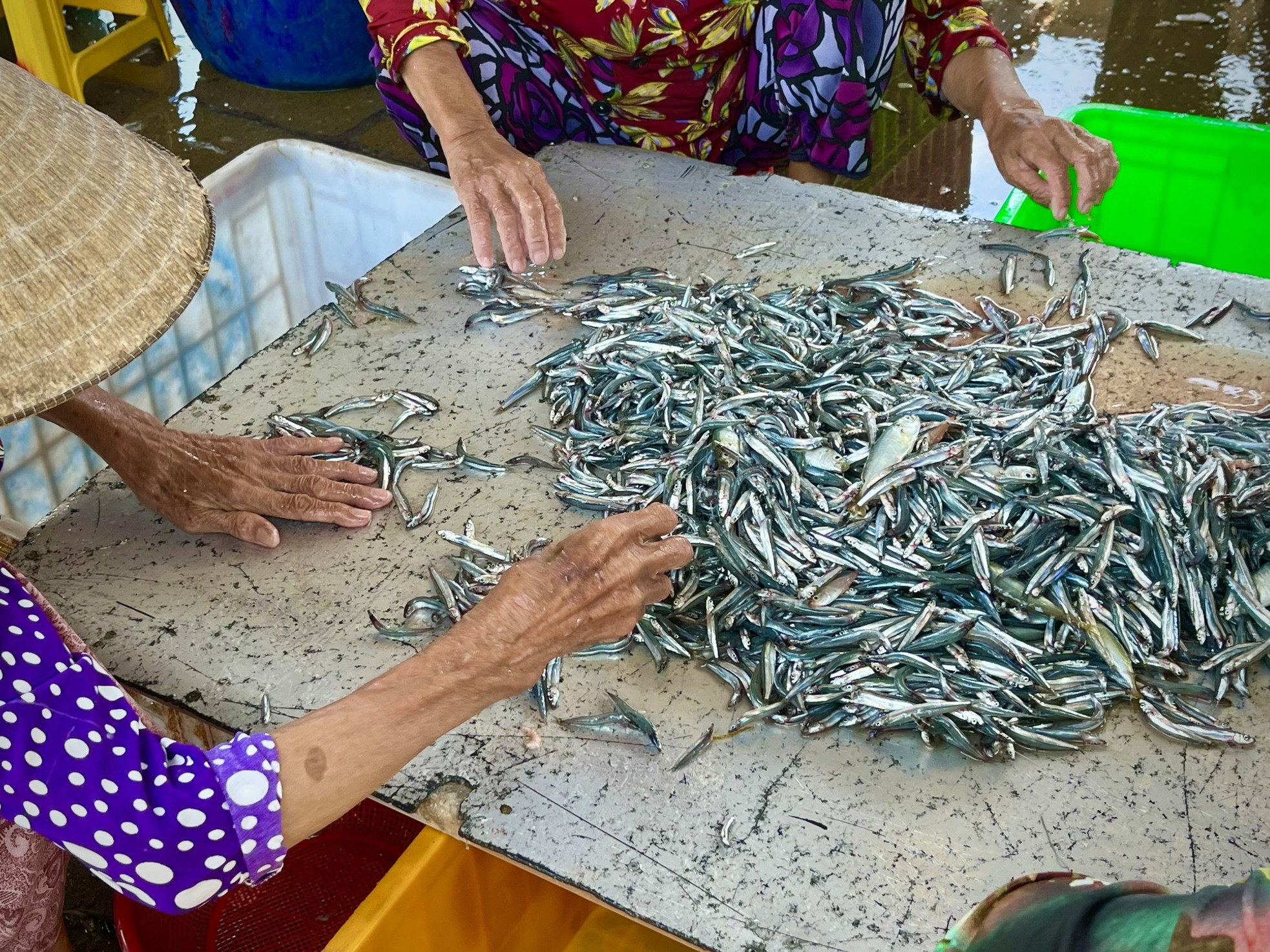 Được mùa cá cơm, phụ nữ vùng biển tất bật mưu sinh ảnh 3