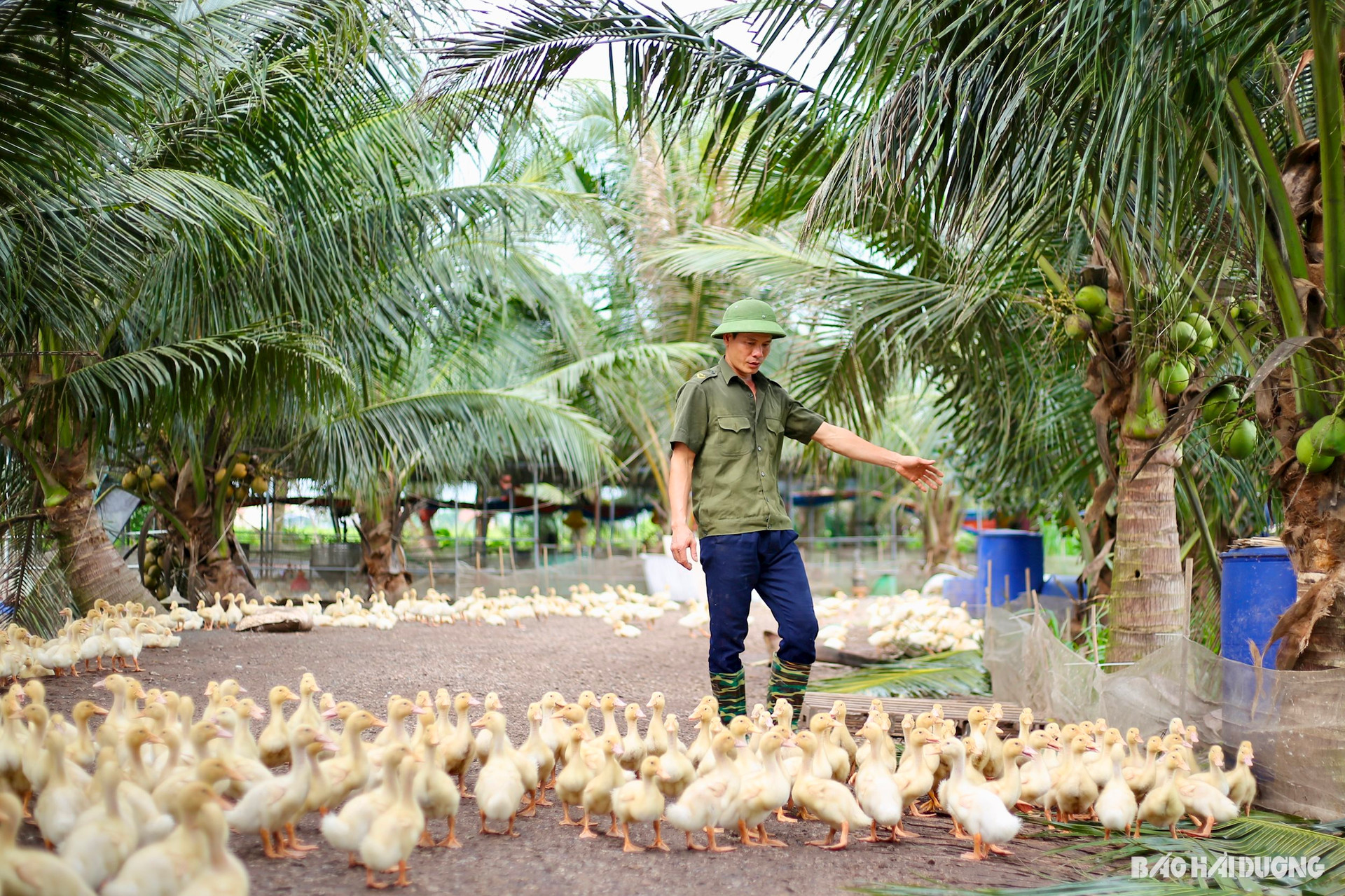 Mỗi tháng bán đàn vịt khổng lồ 12.000 con, anh nông dân Hải Dương nhẹ nhàng thu lãi 600 triệu đồng/năm- Ảnh 2.