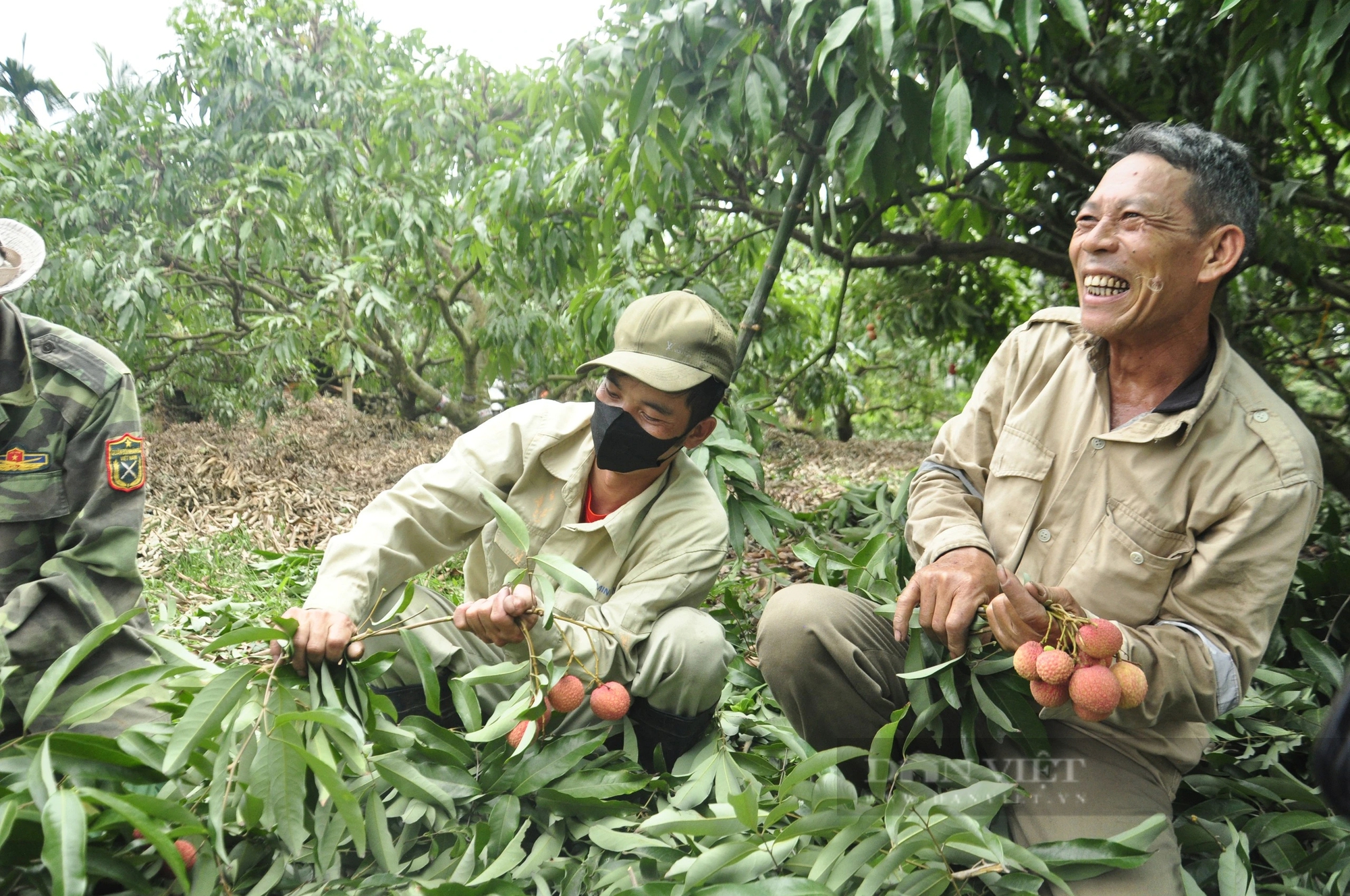 Sản lượng giảm, nông dân ở Quảng Ninh trồng loại vải to như quả trứng, ăn ngọt mát vẫn phấn khởi vì điều này- Ảnh 2.