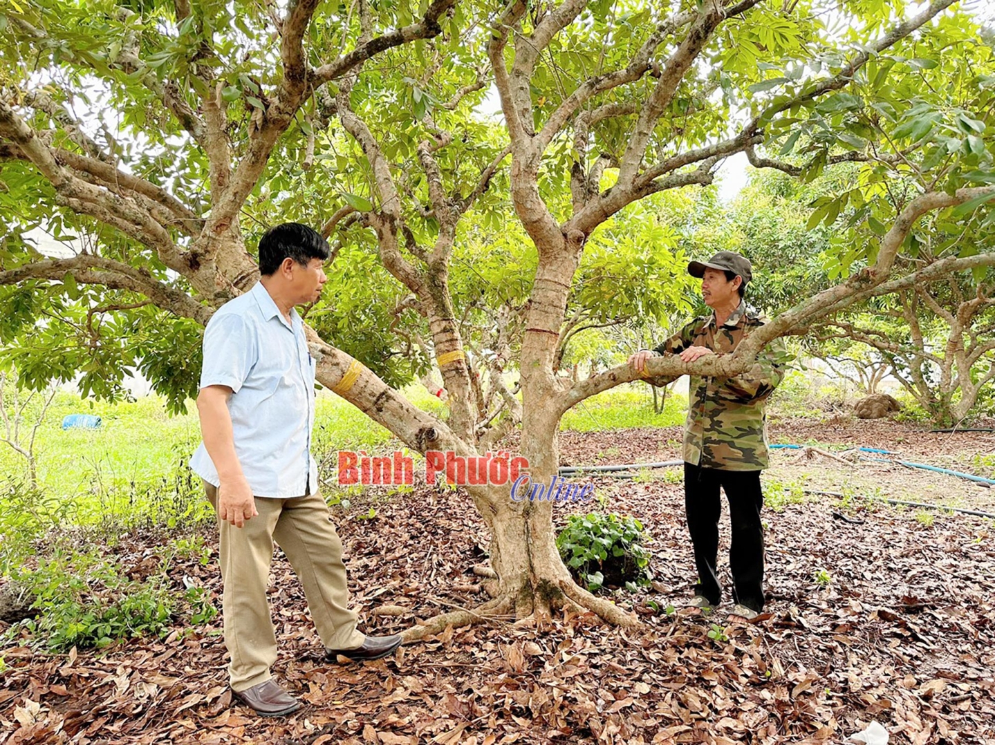 Kiên trì trồng cây ra loại quả quý vỏ màu da bò, một nông Bình Phước bỏ túi nửa tỷ/năm- Ảnh 2.