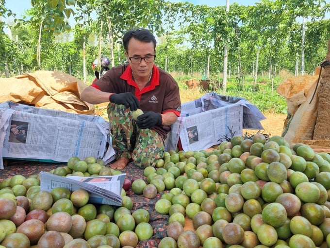 Chanh dây được anh Toại lựa chọn rất kỹ lưỡng trước khi xuất sang châu Âu. Ảnh: Tuấn Anh.