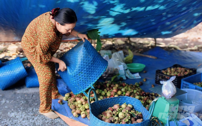 Cơ quan chức năng khuyến khích người dân không nên bán măng cụt non quá nhiều vì sẽ ảnh hưởng đến sản lượng vụ sau. Ảnh: Trần Phi.