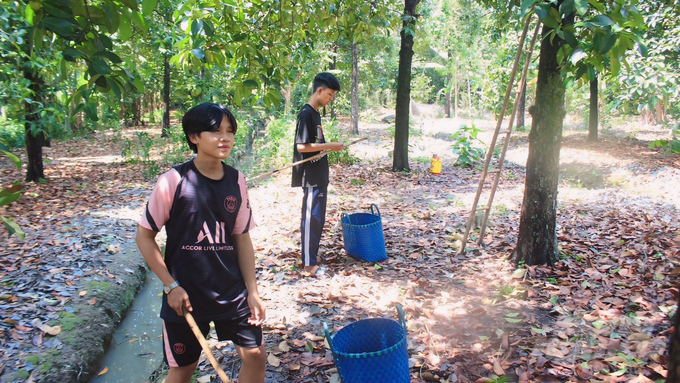 Nhà vườn trồng măng cụt đề nghị tỉnh Bình Dương tiếp tục thực hiện các chính sách hỗ trợ để yên tâm giữ diện tích vườn cây ăn trái đặc sản. Ảnh: Trần Phi.