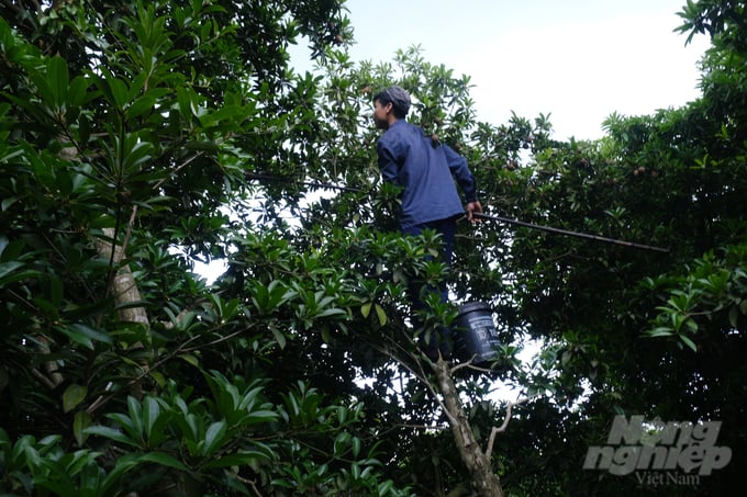 Người dân xã Lô Giang phải trèo cao lên tận ngọn cây để thu hoạch quả hồng xiêm. Ảnh: K.Trung.