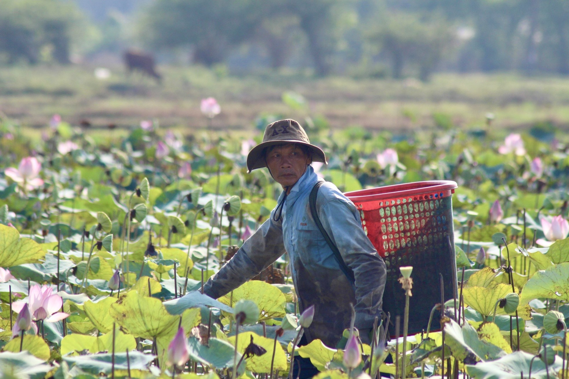 Nông dân Khánh Hòa đội nắng thu hoạch đài sen ảnh 8