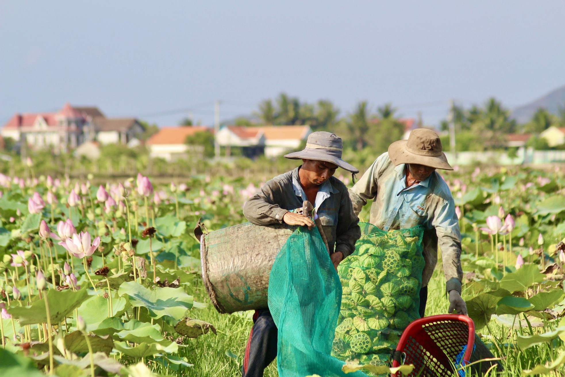 Nông dân Khánh Hòa đội nắng thu hoạch đài sen ảnh 9