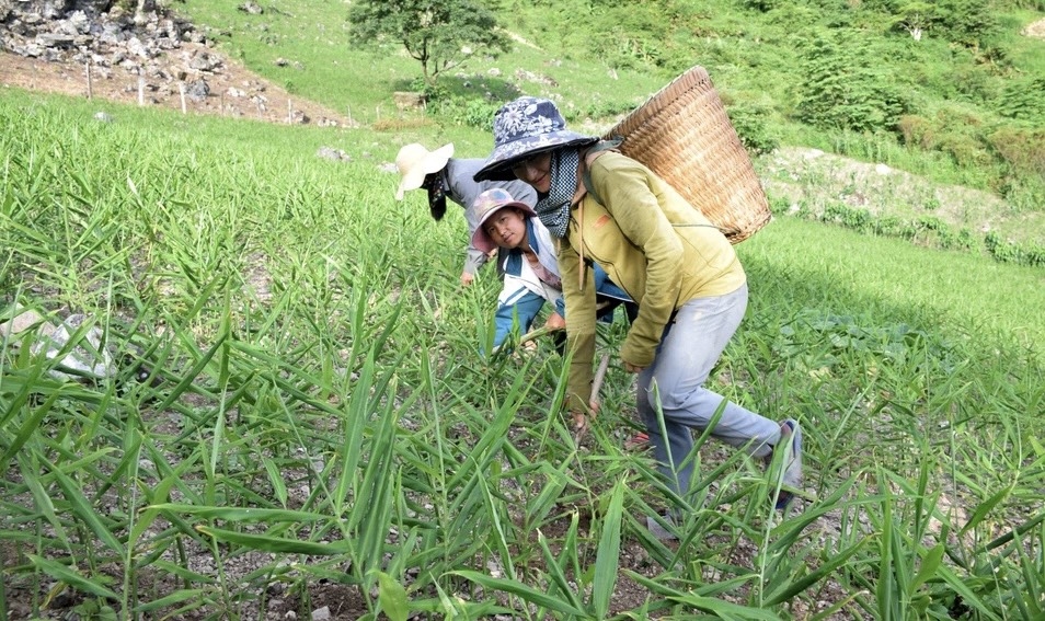 Gừng được bà con Kỳ Sơn trồng ở lưng chừng đồi