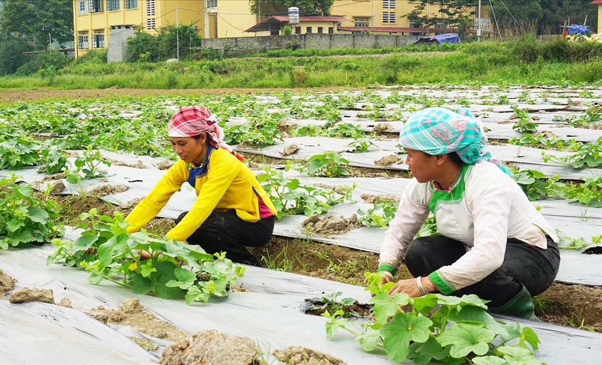 Đồng bào các dân tộc huyện Bát Xát thi đua sản xuất, nâng cao thu nhập