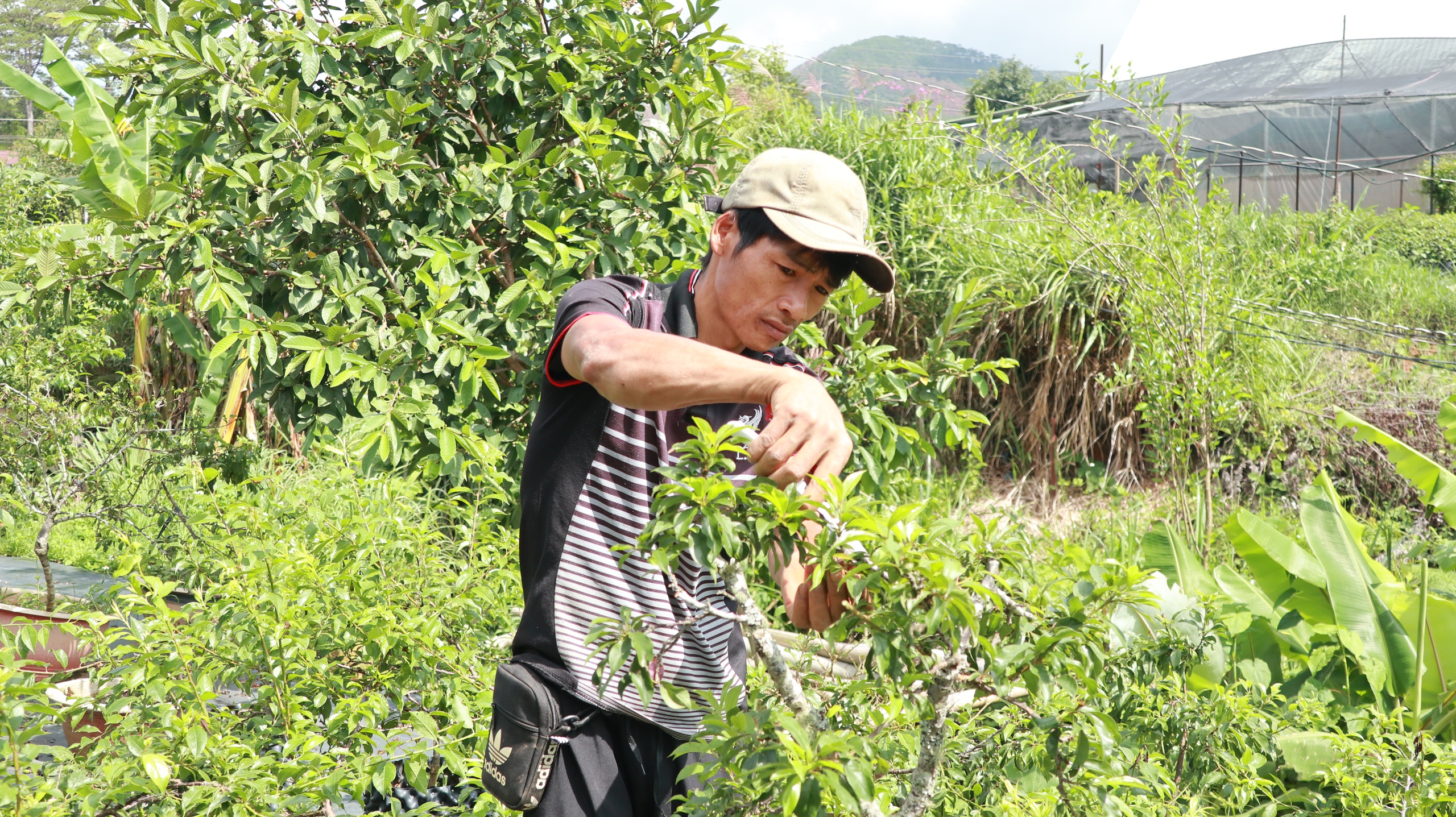 Chuyện lạ Lâm Đồng, 