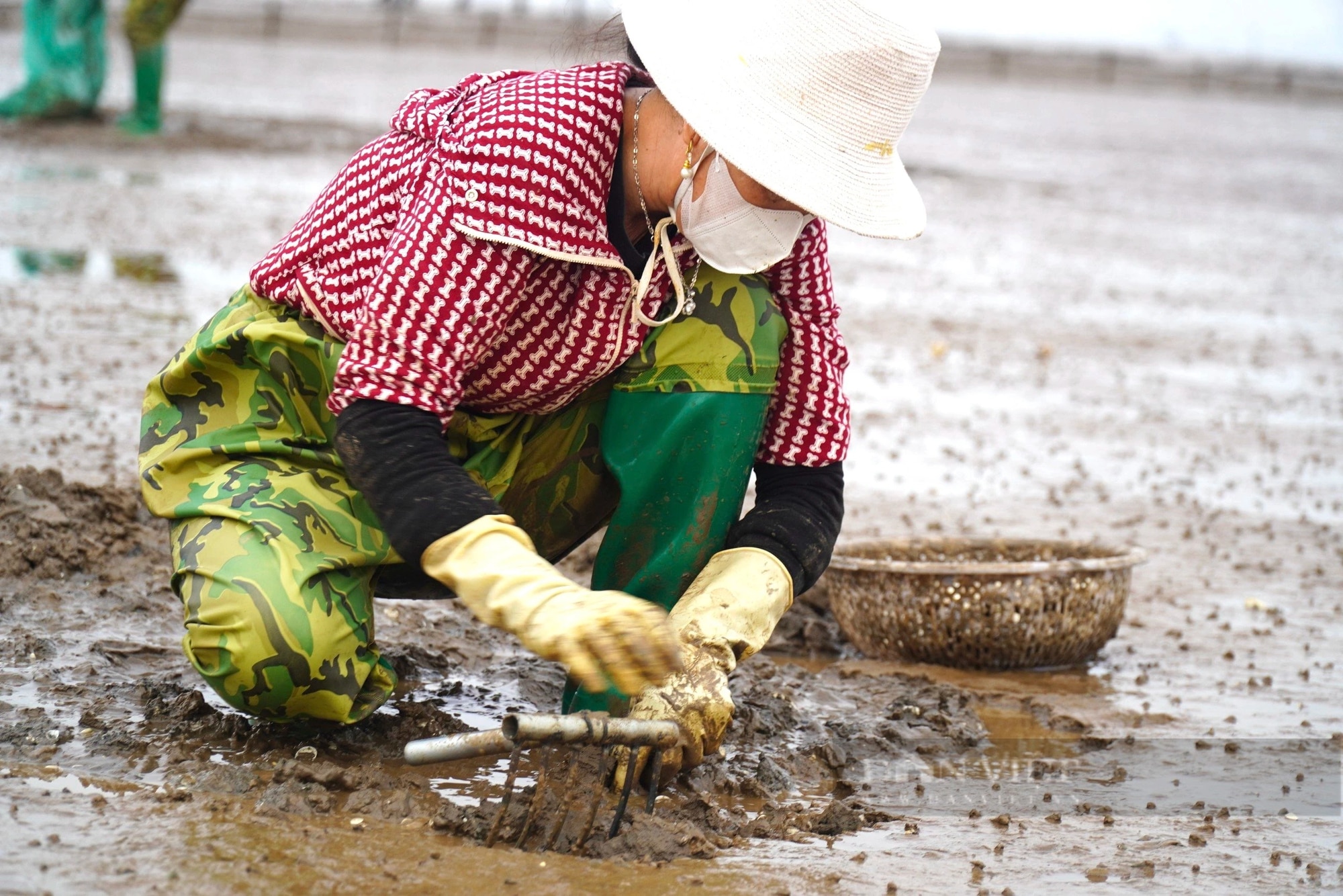 Hình ảnh ngư dân xứ Thanh dùng cào thu hoạch 