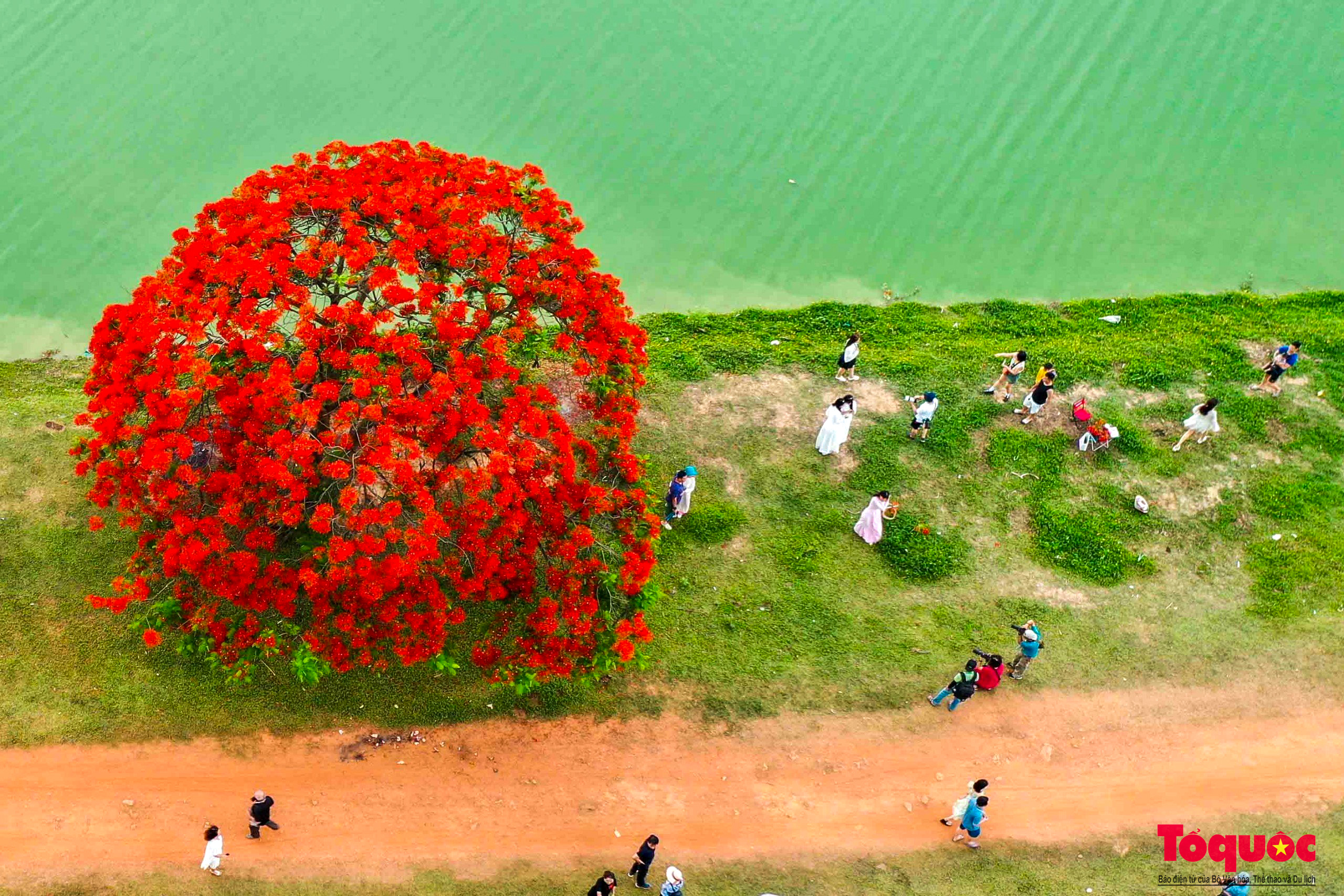 Đi giữa mùa hè ngắm nhìn mùa hoa phượng đỏ rực trời Hà Nội - Ảnh 3.