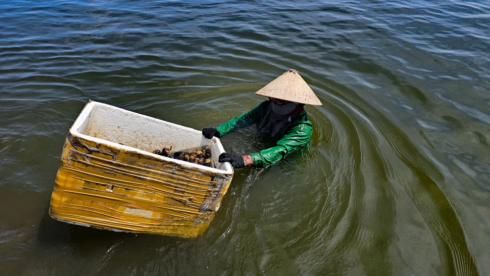 Ở phá Tam Giang nơi được ví là biển cạn, có loại hải sản được coi là 