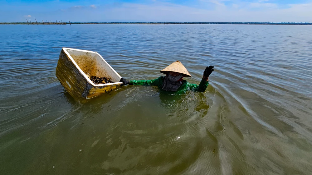 Ở phá Tam Giang nơi được ví là biển cạn, có loại hải sản được coi là 