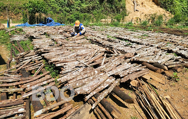 Đây là loại cây thơm phức dân một xã ở Bình Định trồng trên đồi tốt um, bóc vỏ bán 20.000-30.000 đồng/kg- Ảnh 1.