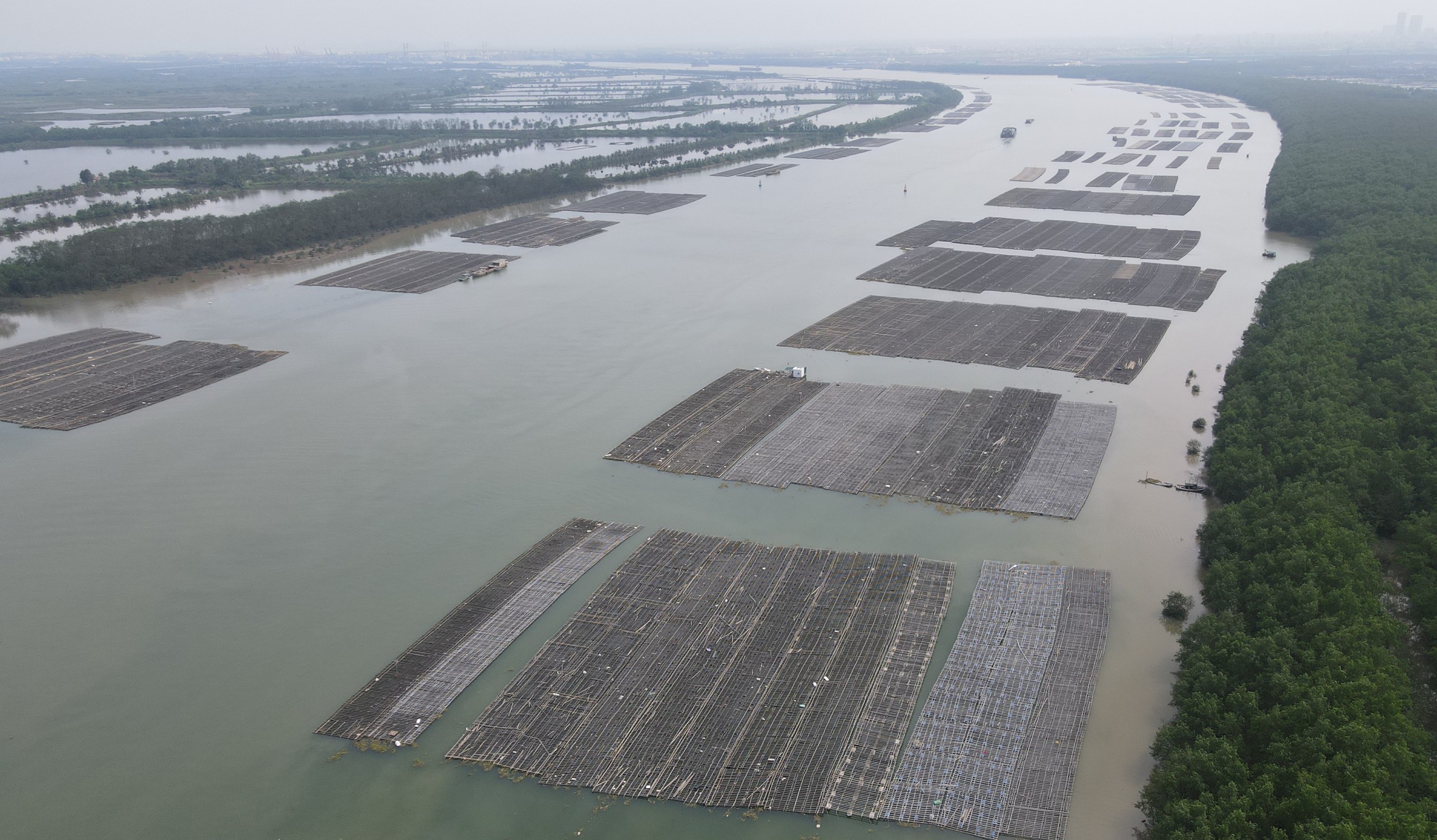 135 bè nuôi hàu trái phép của 5 chủ bè là người Quảng Ninh đã di chuyển được 57 bè ra khỏi khúc sông Bạch Đằng, thuộc địa giới hành chính của xã Phả Lễ và Lập Lễ, H.Thủy Nguyên