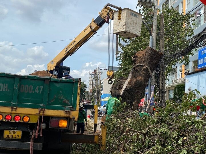 Công nhân đốn hạ cây me tây có đường kính khoảng 2m trên đường Hoàng Văn Thụ.