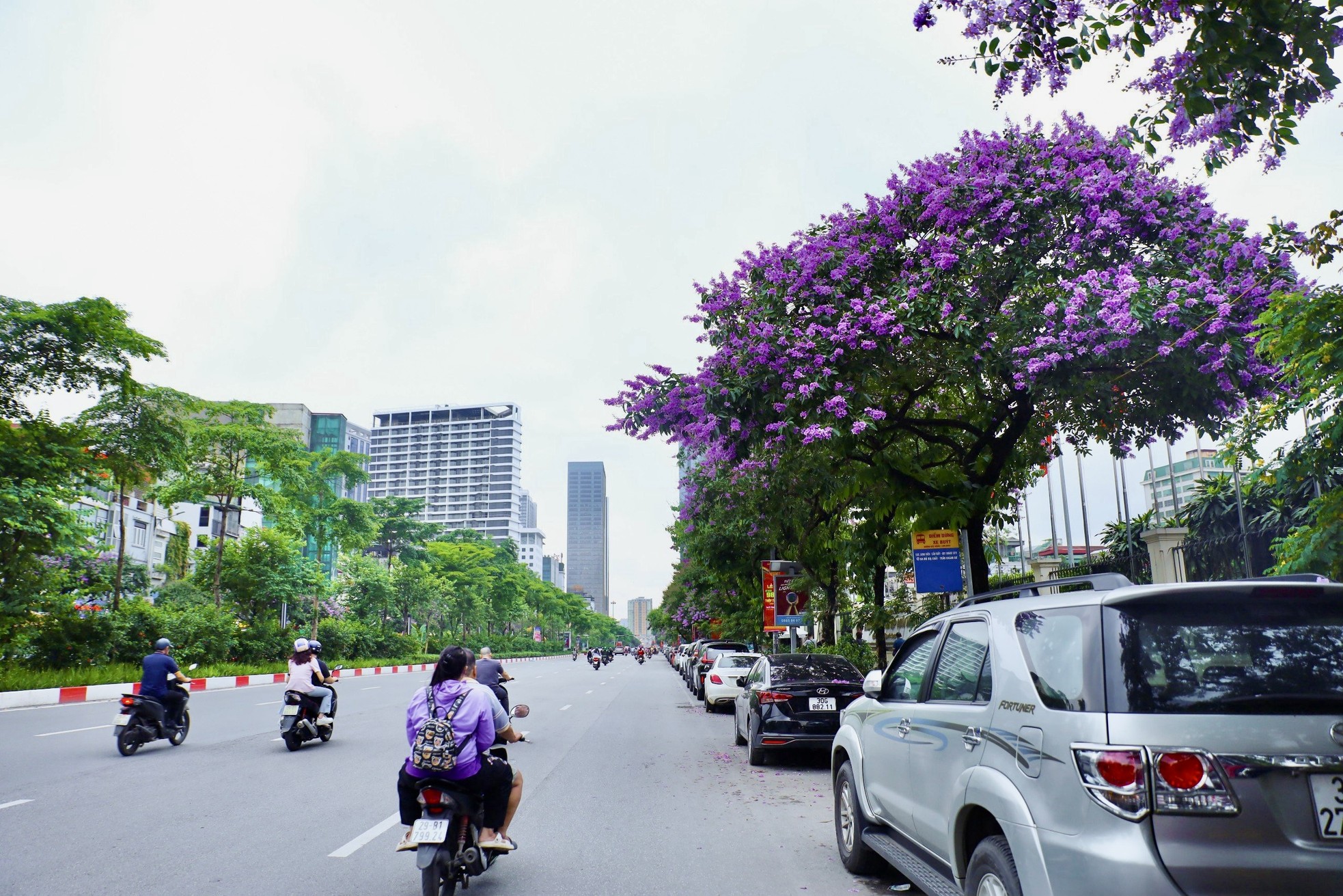 Hoa bằng lăng nhuộm tím phố phường Hà Nội ảnh 4