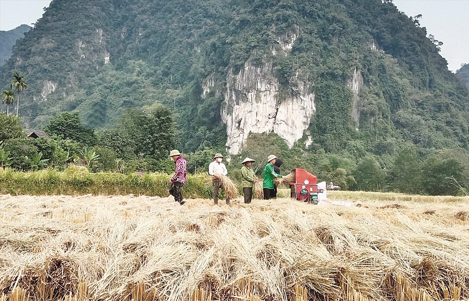 “Mùa vàng” bội thu của người dân Lũng Cà