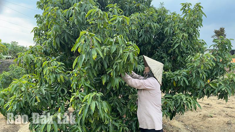 Mọi năm loại quả này dân Đắk Lắk khen ngọt ngon, tại sao năm nay nhìn lên cây lại kêu 