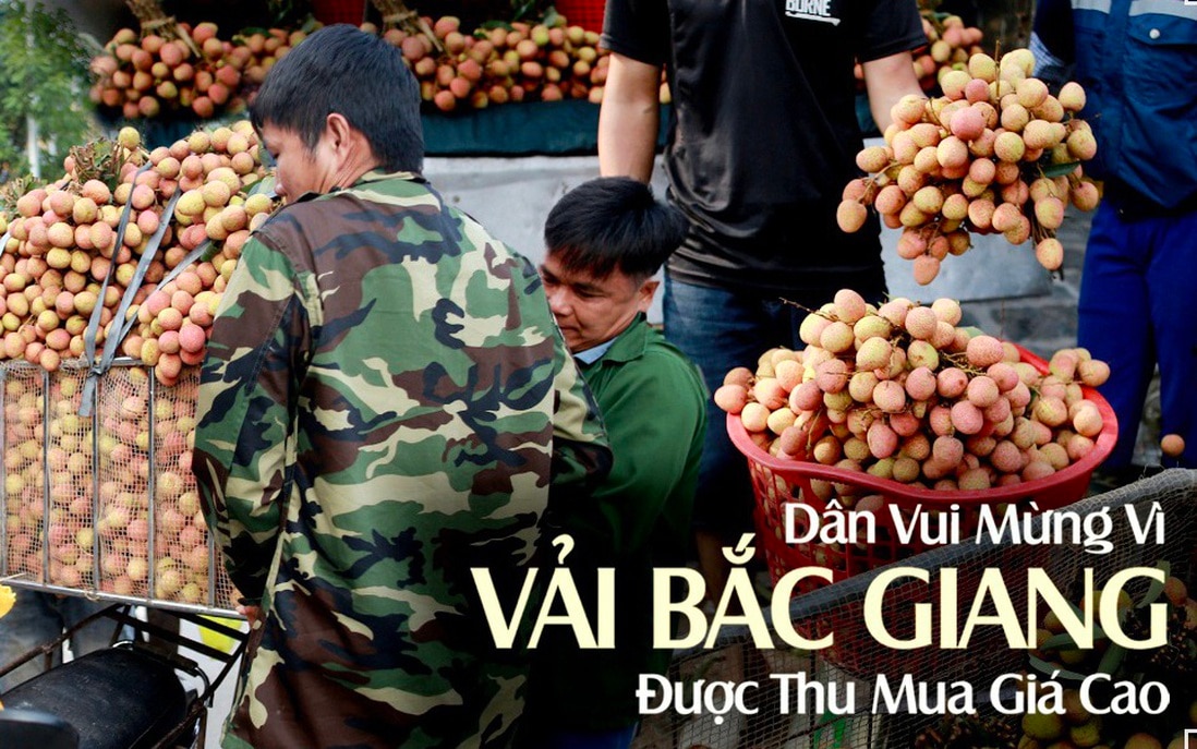 Người dân Bắc Giang vui mừng vì vải được thu mua với giá cao