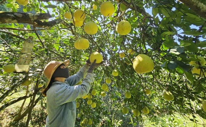 Vườn bưởi VietGAP cho thu nhập cao của gia đình ông Nguyễn Văn Minh. Ảnh: T. Phùng.