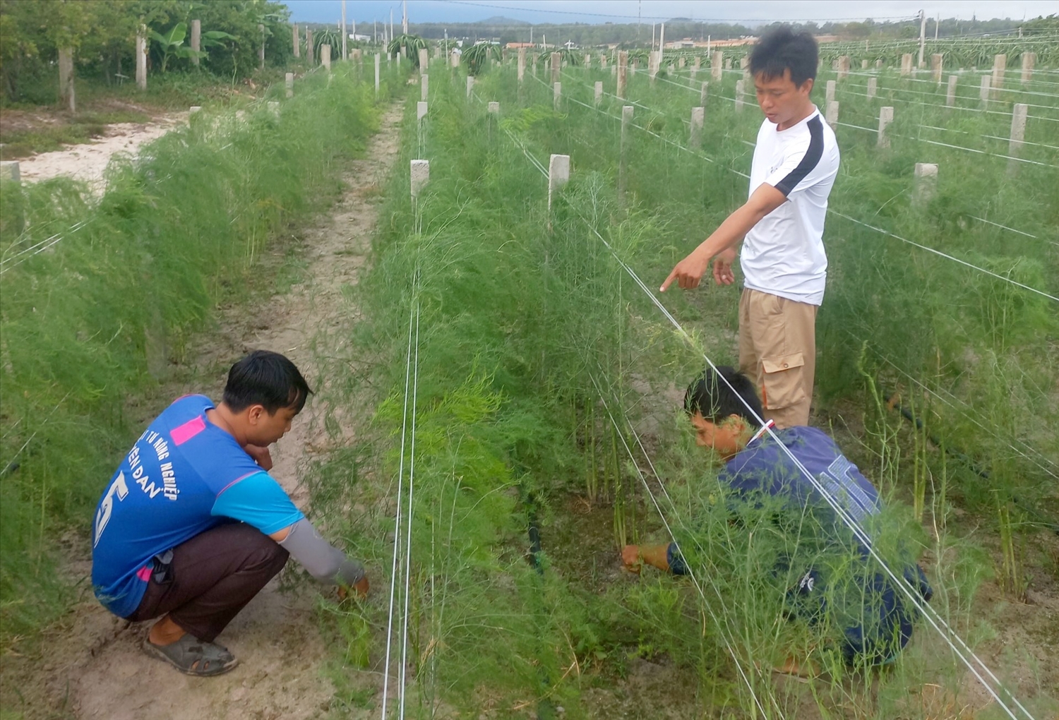 Cây măng tây xanh giuups nhiều hộ đồng bào Chăm ở Thôn Tuấn Tú, xã An Hải, huyện Ninh Phước thoát nghèo và vươn lên làm giàu