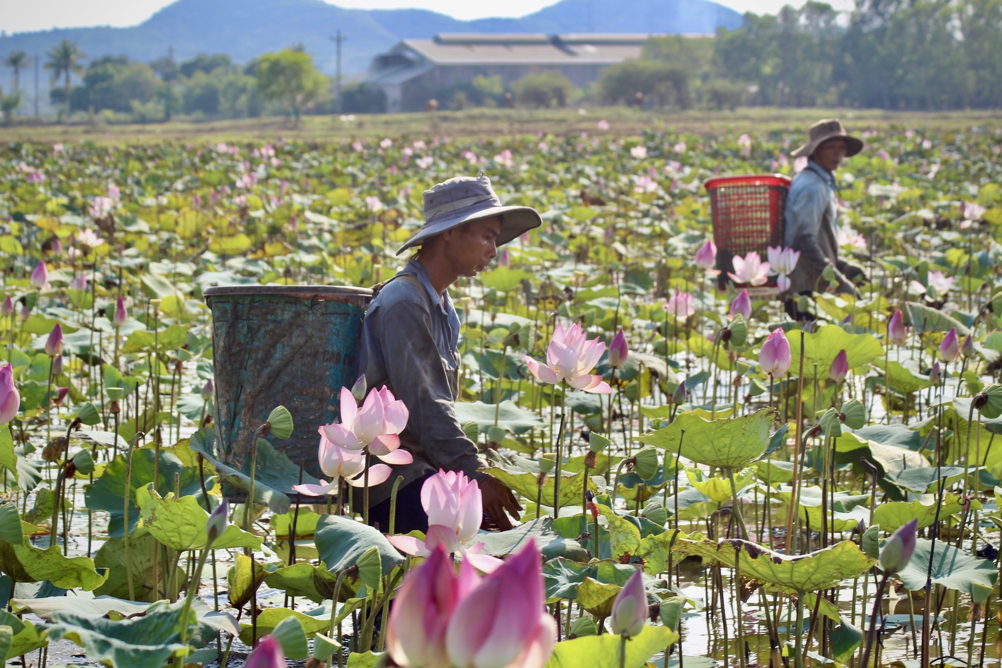 Nông dân Khánh Hòa đội nắng thu hoạch đài sen ảnh 1