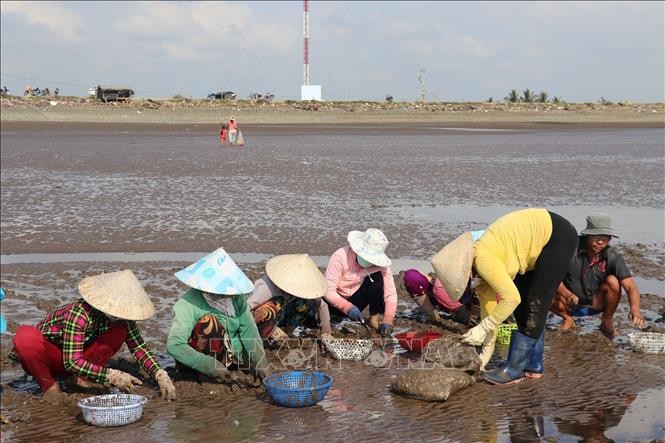 Nuôi con gì ở vùng bãi triều tỉnh Tiền Giang mà chả phải cho ăn, bắt bán có thu nhập 300-400 triệu/ha?- Ảnh 1.