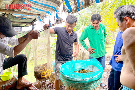 Nuôi lươn to bự, vì sao ở Hậu Giang con đặc sản này giá giảm, đã thế bán còn chậm?- Ảnh 1.