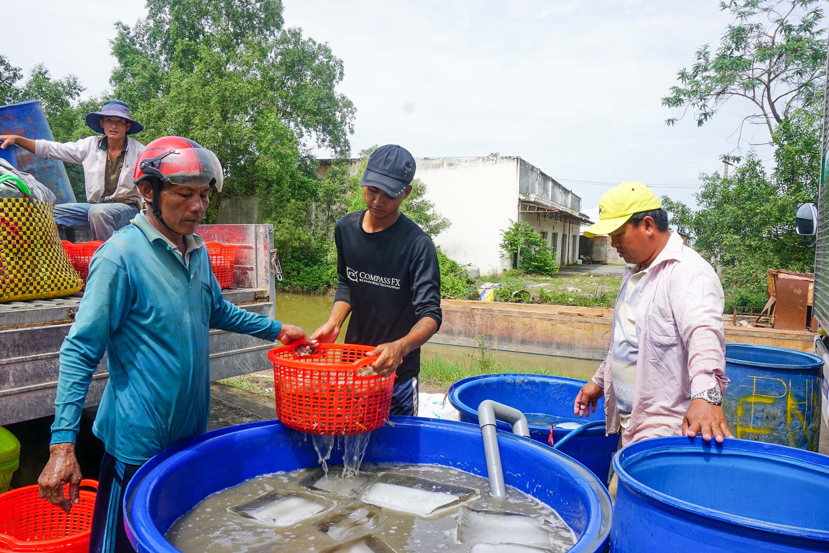 Ở ĐBSCL, trong đó có Sóc Trăng đã sôi động vào vụ nuôi tôm, sao người ta nói 