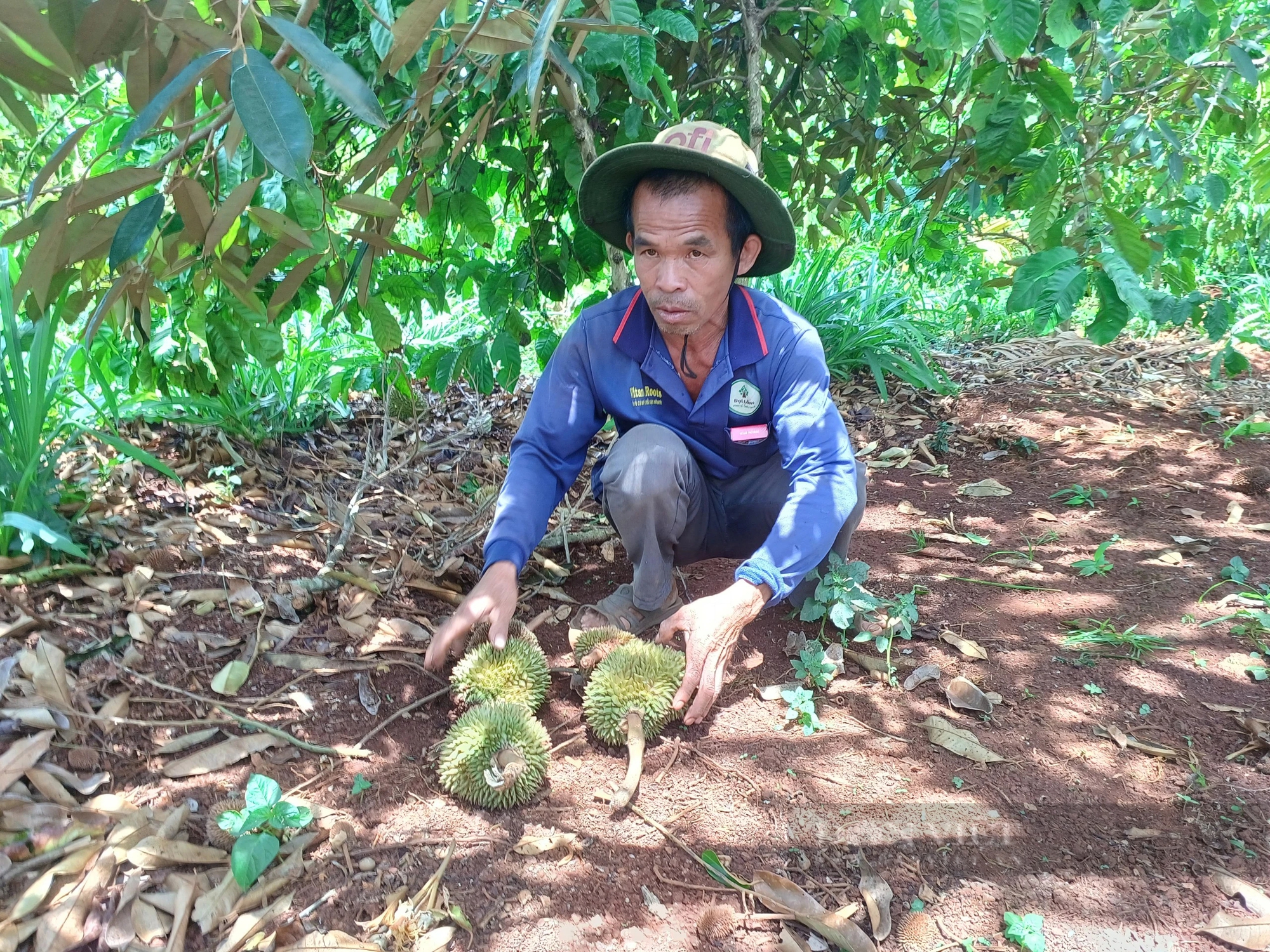 Sầu riêng rụng trái, gãy đổ sau mưa giông ở Gia Lai- Ảnh 1.