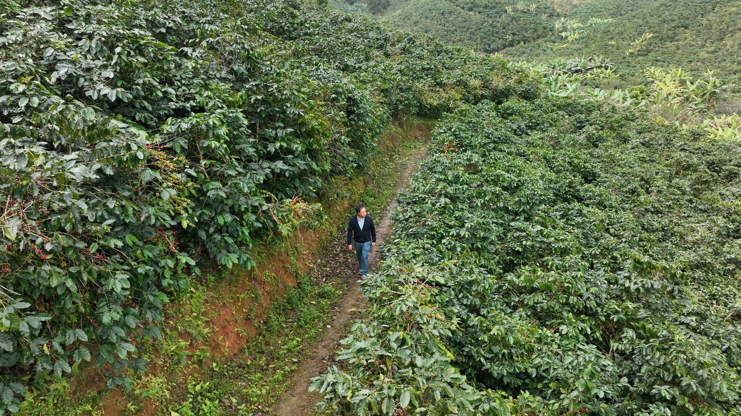 Sơn La, những con đường gập ghềnh nhưng nhiều tình yêu với cà phê Arabica- Ảnh 1.