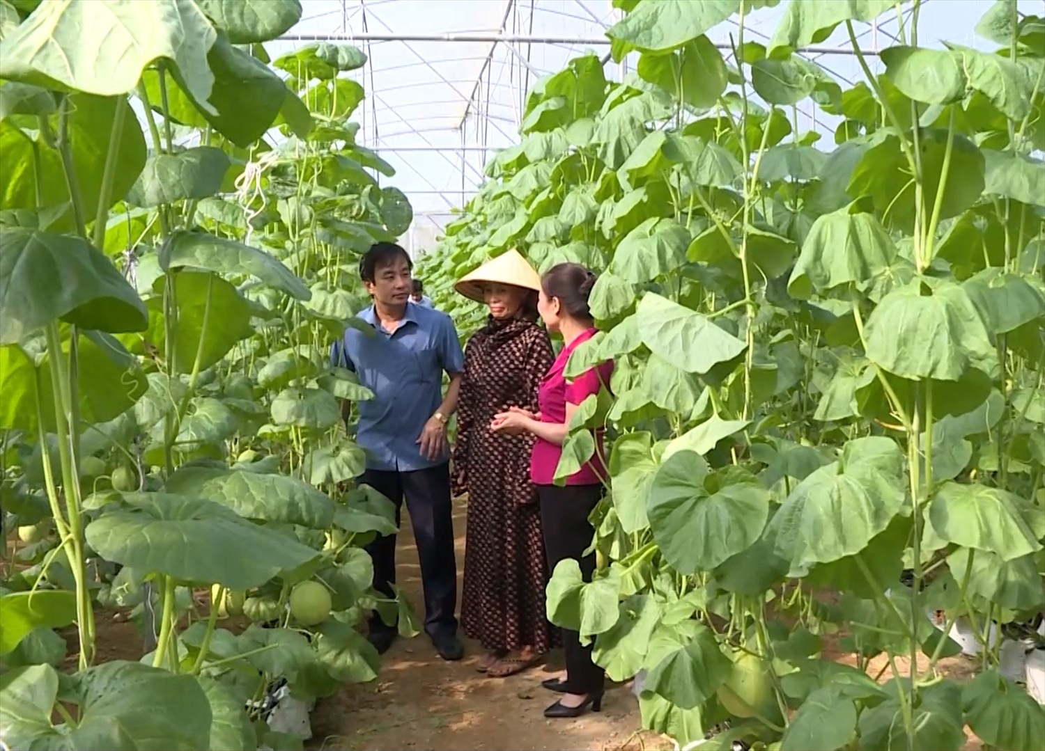 Từ phong trào nông dân thi đua sản xuất, kinh doanh giỏi, nhiều hộ nông dân đã vươn làm giàu chính đáng 