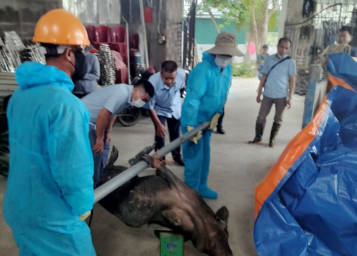 Sự kiện - Quảng Ninh: Tiêu hủy 12 con lợn mắc dịch bệnh tả lợn châu Phi