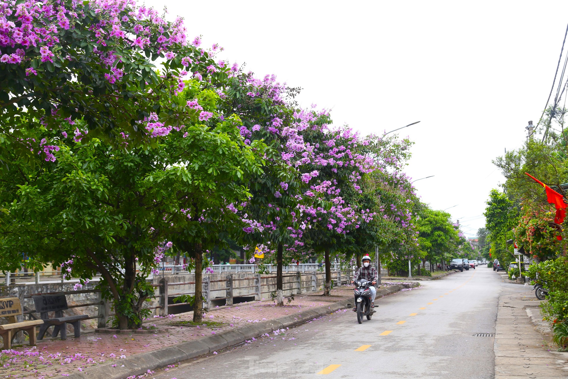 Xao xuyến mùa hoa 'gây thương nhớ' ở xứ Nghệ ảnh 1