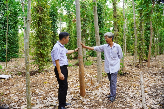 Vườn tiêu hữu cơ sản xuất theo hình thức nông - lâm kết hợp với đa dạng các cây trồng, đa tầng, đa tán, tạo nên sự đa dạng sinh học. Ảnh: Nguyễn Thủy.